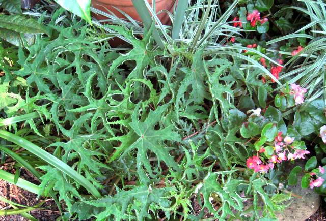 B. ‘Green Fountain’